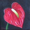 Anthurium